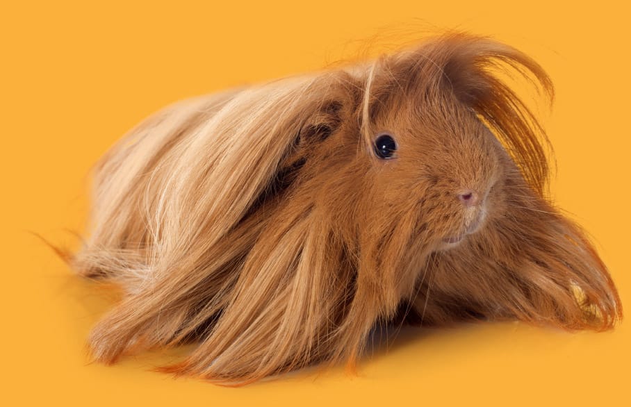 guinea pig