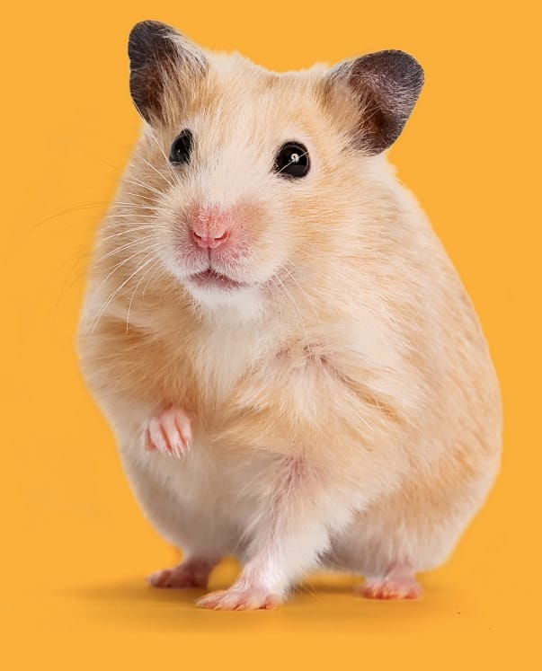 guinea pig